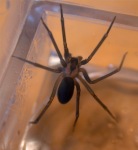 The Brown Recluse has a violin-shaped mark on its back