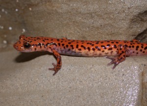 Cave Salamanders live near the entrance zone, where their insect prey is more plentiful