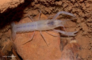 A Cave Crayfish--no pigment, no eyes