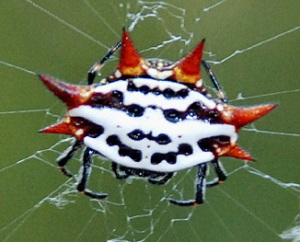 A Florida Crab spider