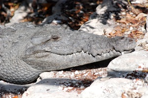 croc-head