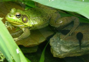 A male Green frog with last year's tadpoles