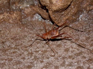 Cave crickets live near entrance zones, and leave the cave at night to feed