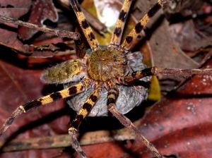 A Huntsman Spider in Borneo, carrying its egg case