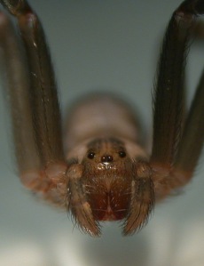 A Brown Recluse Spider