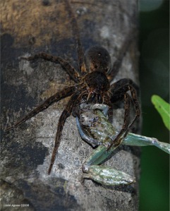 Lycosid spider eating a frog