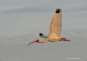 White Ibis in the light from sunset